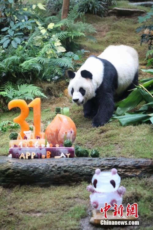 香港海洋公園、3頭のパンダのためにバースデーパーティー開催