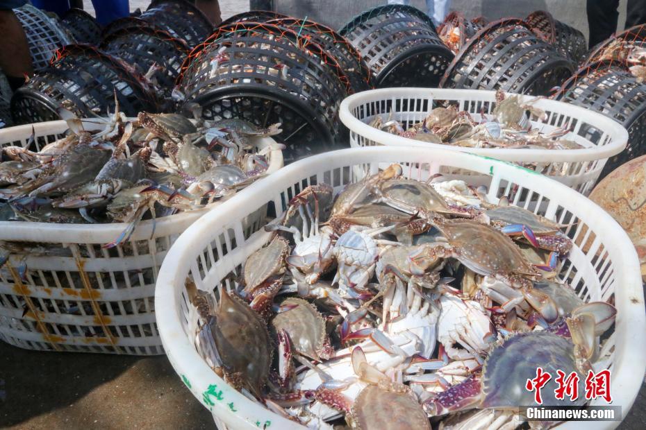 今年初水揚げのワタリガニ　浙江省