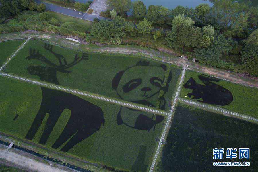 濕地の近くに動物キャラクターを描いた田んぼアート登場　杭州市