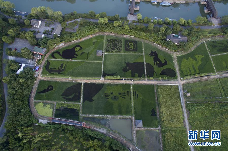 濕地の近くに動物キャラクターを描いた田んぼアート登場　杭州市