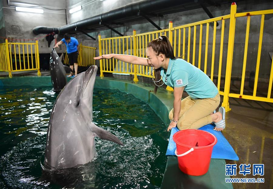 酷暑の中、冷たいプールの中で仕事をこなすイルカ調(diào)教師
