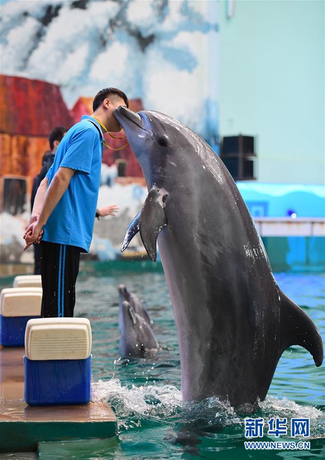 酷暑の中、冷たいプールの中で仕事をこなすイルカ調(diào)教師