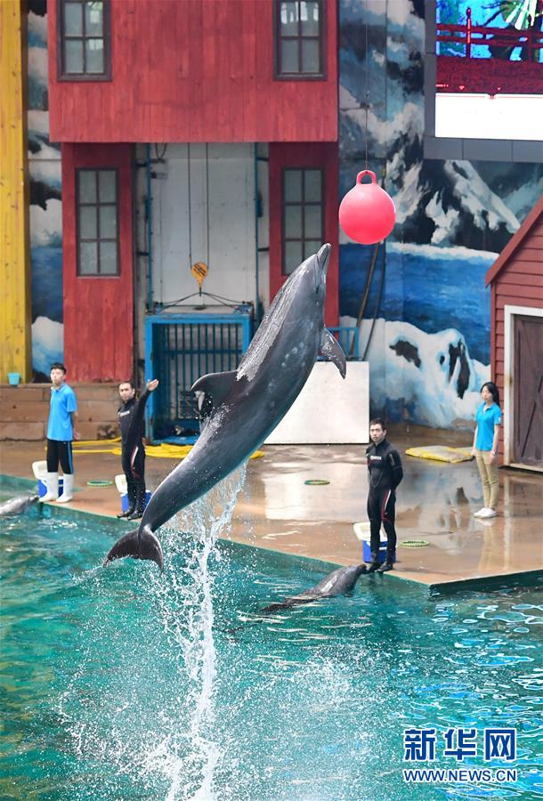 酷暑の中、冷たいプールの中で仕事をこなすイルカ調(diào)教師