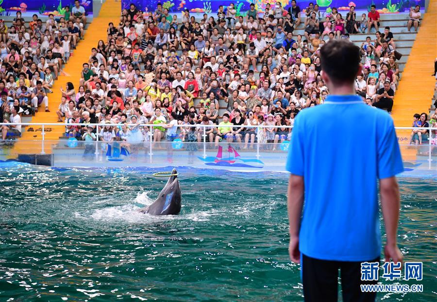 酷暑の中、冷たいプールの中で仕事をこなすイルカ調(diào)教師