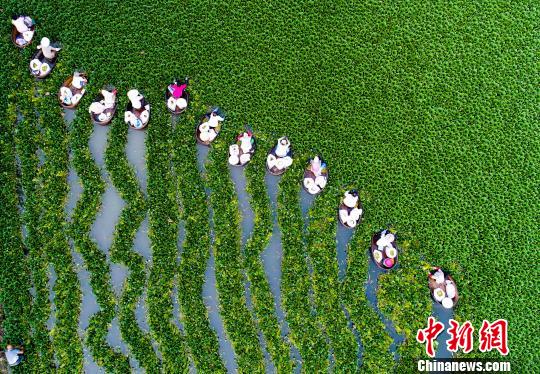 高溫の中、菱角を収穫する農(nóng)民　一日で約200キロ収穫　江蘇省