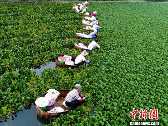 高溫の中、菱角を収穫する農(nóng)民　一日で約200キロ収穫　江蘇省