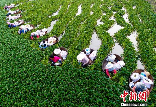 高溫の中、菱角を収穫する農(nóng)民　一日で約200キロ収穫　江蘇省