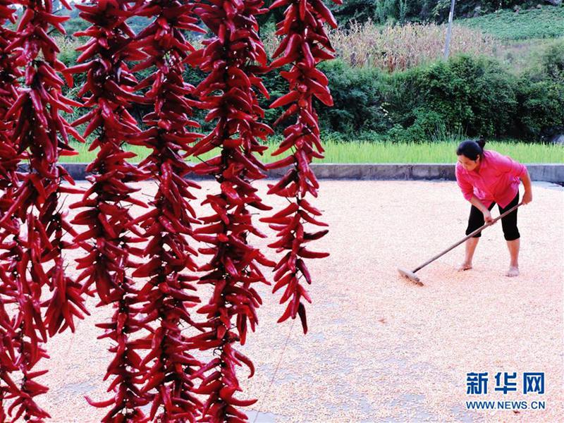 「曬秋」で立秋を歓迎する農家　