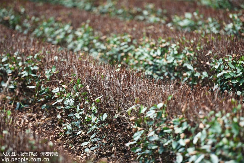 立秋を迎えても続く酷暑　西湖龍井の茶葉が影響受ける　浙江省