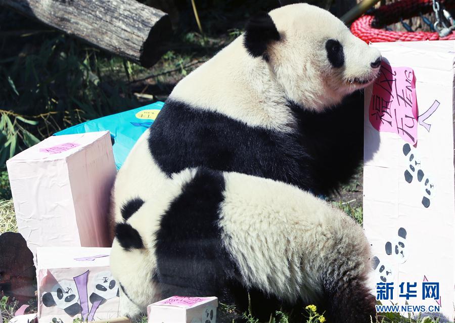 雙子のパンダ「福伴」と「福鳳」、1歳の誕生日を迎える　オーストリア