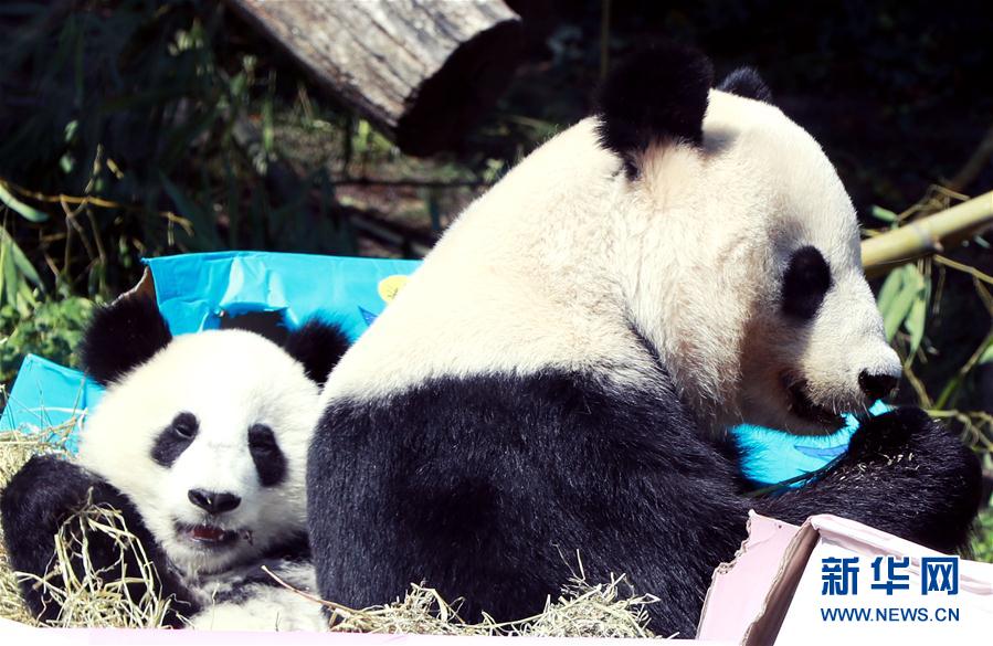 雙子のパンダ「福伴」と「福鳳」、1歳の誕生日を迎える　オーストリア