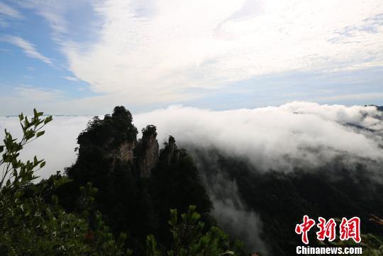 雨上がりの天子山で幻想的な雲(yún)海の絶景広がる　張家界市