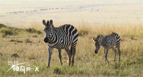 中英合作ドキュメンタリー映畫「Earth: One Amazing Day」が11日中國公開　