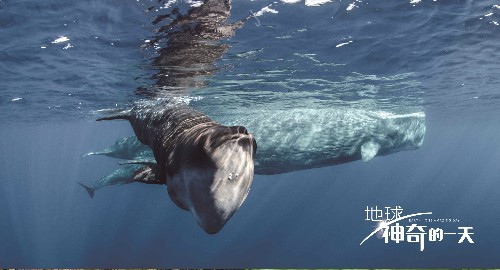 中英合作ドキュメンタリー映畫「Earth: One Amazing Day」が11日中國(guó)公開　