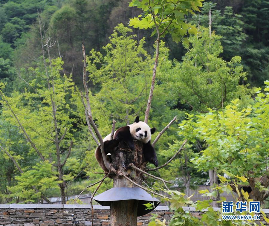 九寨溝地震　臥龍のジャイアントパンダへの影響なし