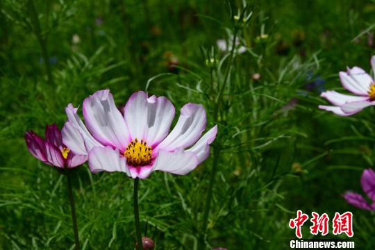  一面のコスモスに彩られた大地　甘粛省