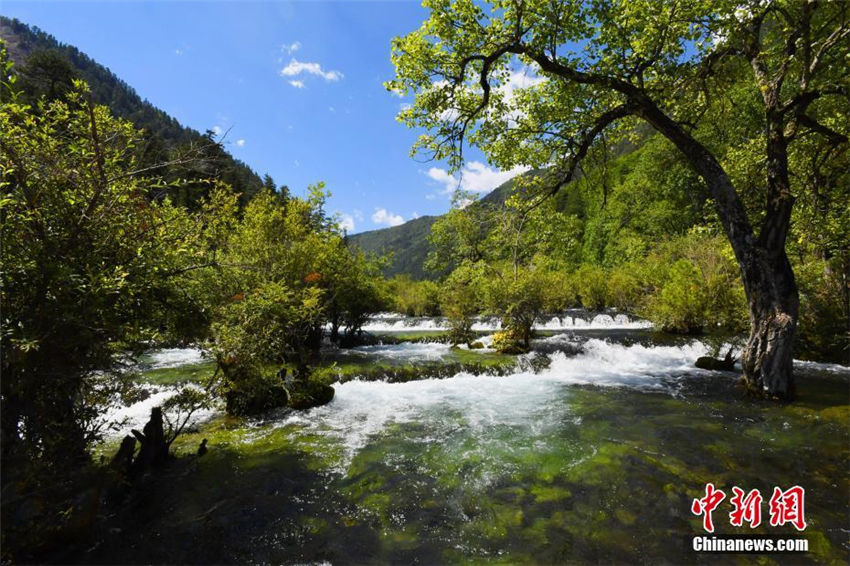 九寨溝景勝地の樹(shù)正群海（8月13日、撮影?安源）
