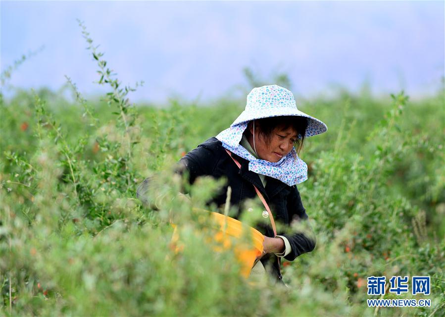 高原のクコの実が豊作　青海省