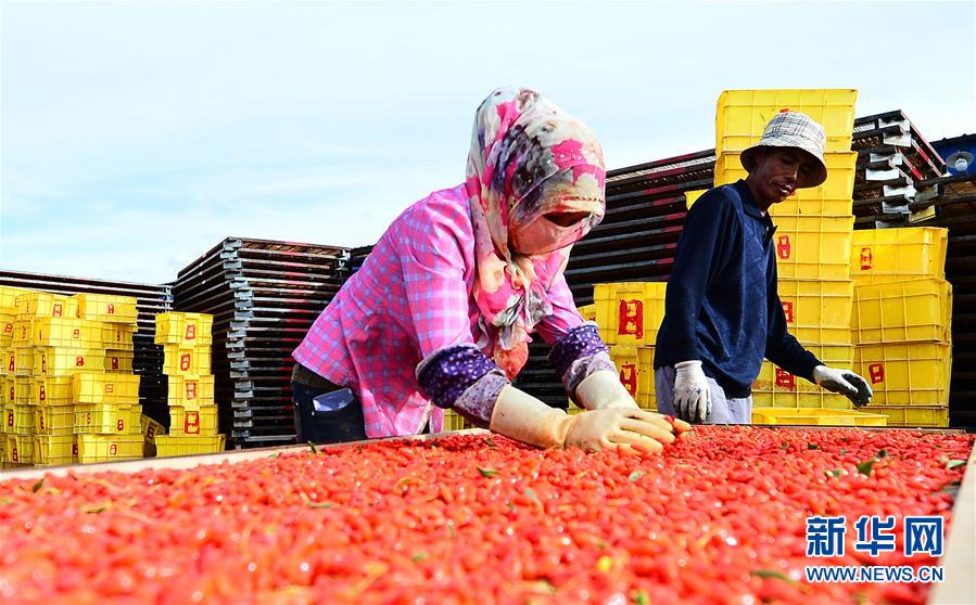 高原のクコの実が豊作　青海省