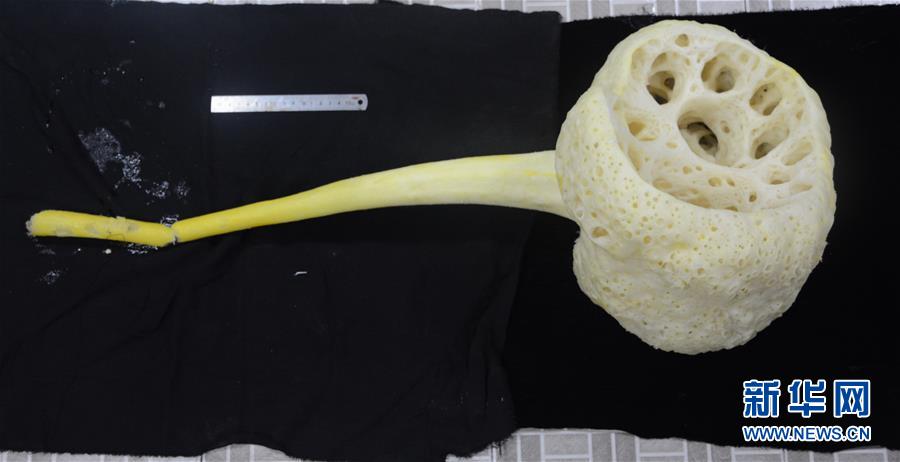 遠洋総合科學(xué)観測船「科學(xué)號」、カロリン海山で生物サンプルを収集