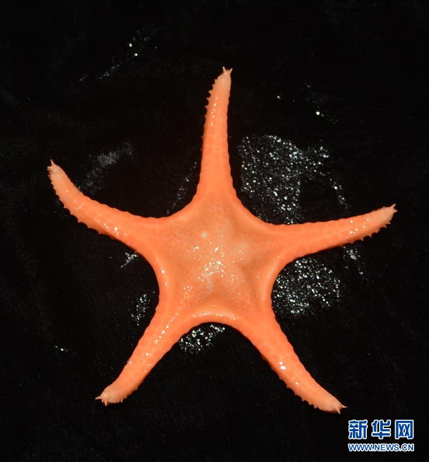 遠(yuǎn)洋総合科學(xué)観測船「科學(xué)號」、カロリン海山で生物サンプルを収集