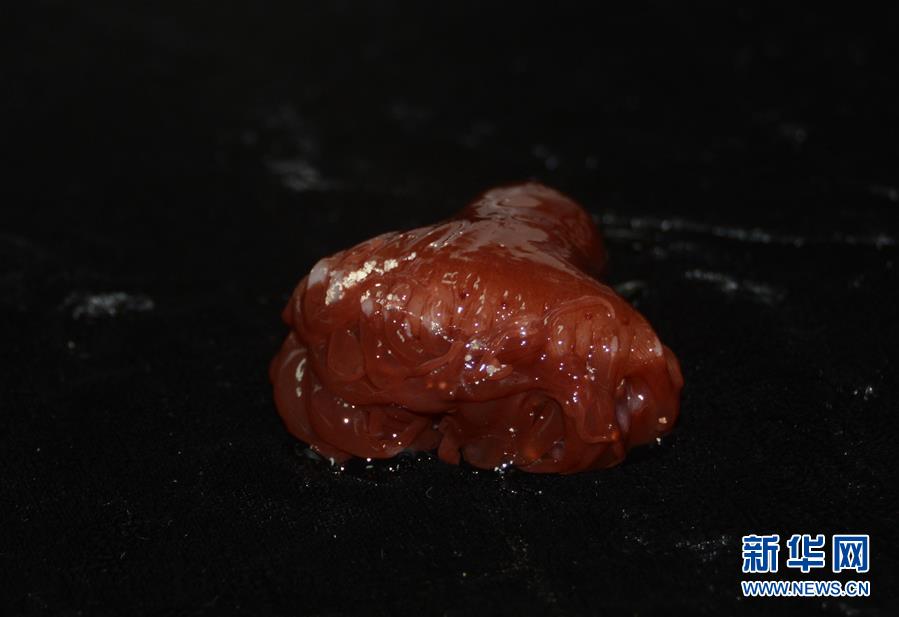 遠(yuǎn)洋総合科學(xué)観測(cè)船「科學(xué)號(hào)」、カロリン海山で生物サンプルを収集