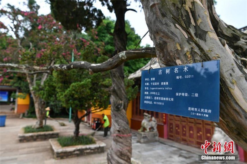 樹(shù)齢200年を超える2本のサルスベリの木が同時(shí)に開(kāi)花　昆明市