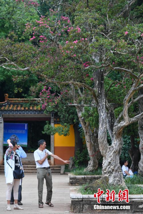 樹齢200年を超える2本のサルスベリの木が同時に開花　昆明市