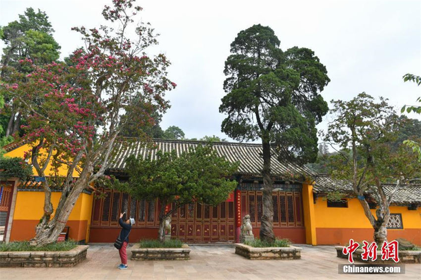 樹齢200年を超える2本のサルスベリの木が同時に開花　昆明市