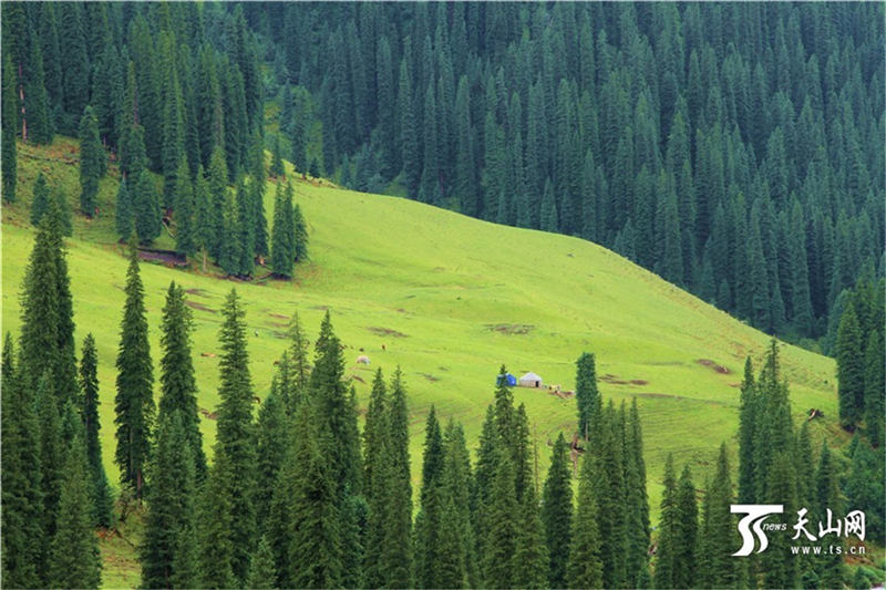 雨上がりのキュネス県坎蘇溝に広がる雲(yún)霧がまるで仙境　新疆