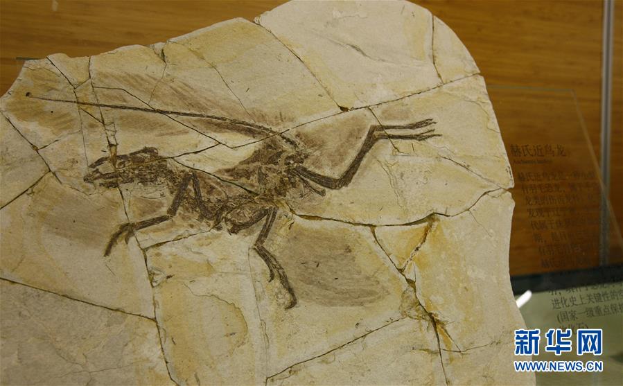 上海自然博物館、10個の古生物化石が寄贈