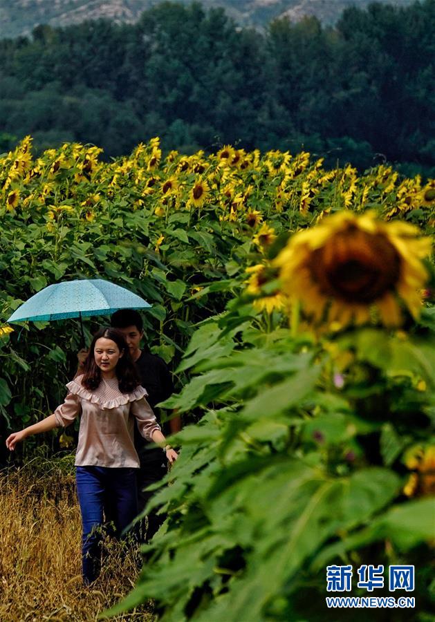あたり一面黃色に染まる　ひまわり畑に多くの観光客集まる　北京