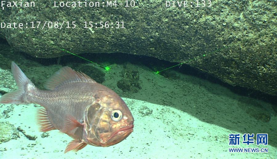 遠(yuǎn)隔操作無人潛水艇「発現(xiàn)號(hào)」、深海生物を撮影