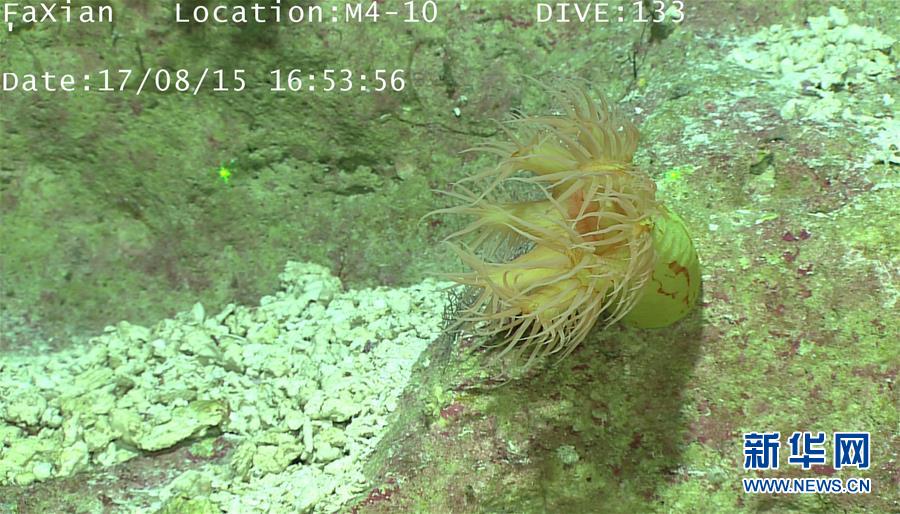 遠(yuǎn)隔操作無人潛水艇「発現(xiàn)號(hào)」、深海生物を撮影