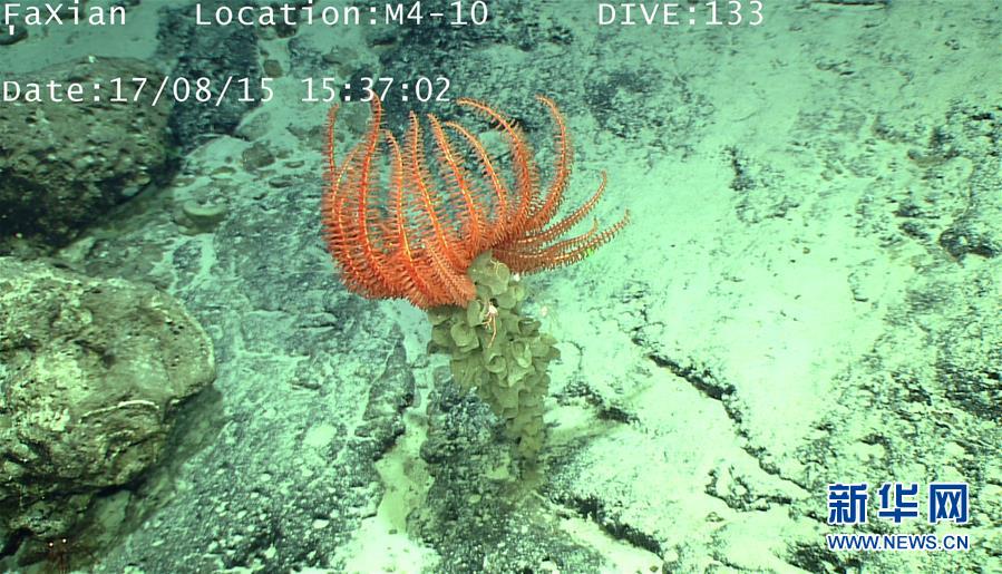 遠(yuǎn)隔操作無(wú)人潛水艇「発現(xiàn)號(hào)」、深海生物を撮影