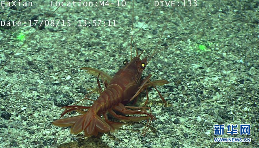 遠(yuǎn)隔操作無人潛水艇「発現(xiàn)號」、深海生物を撮影