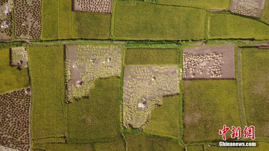 まるで絵に描いたよう！田んぼの稲が収穫期を迎える 雲(yún)南省 