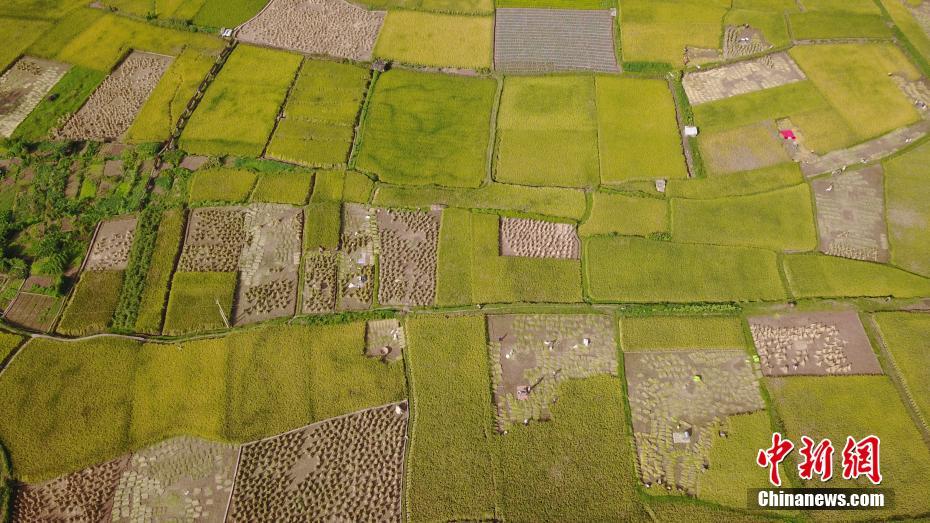 まるで絵に描いたよう！田んぼの稲が収穫期を迎える 雲(yún)南省 