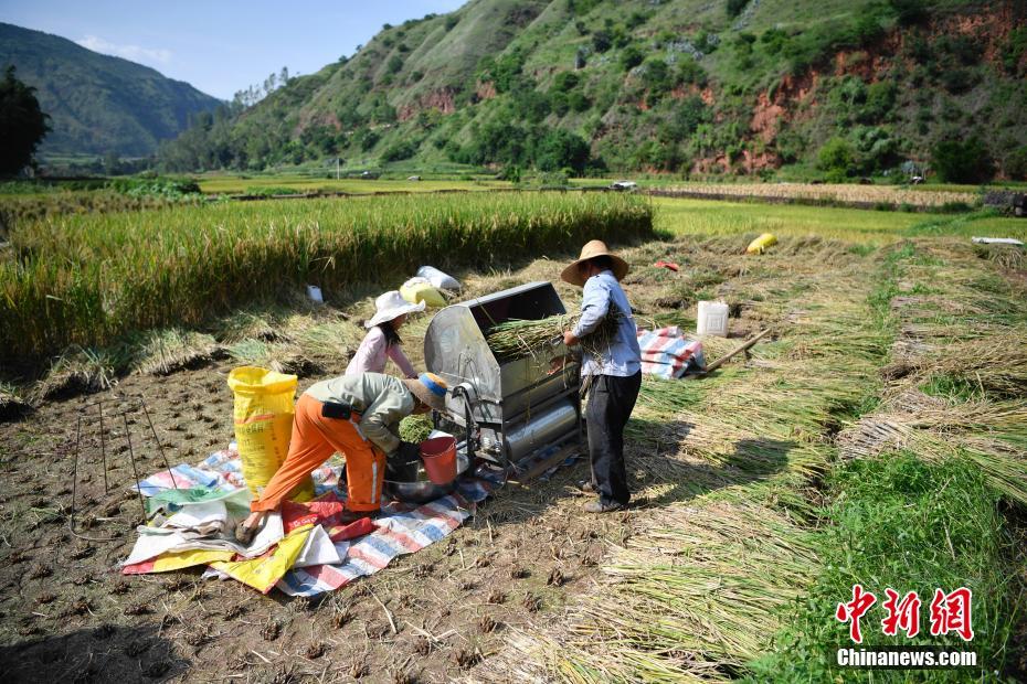 まるで絵に描いたよう！田んぼの稲が収穫期を迎える 雲(yún)南省 