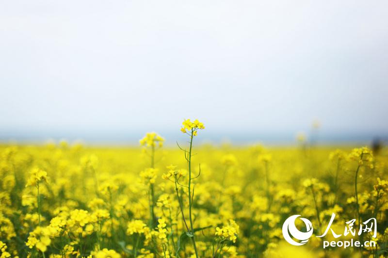 最も美しい景色が見られる時期となった青海湖　青海省