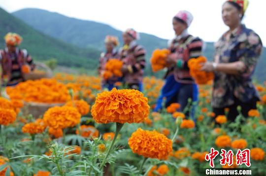 収穫や運送作業(yè)に勤しむ村民たち 四川省の村でセンジュギクが豊作に