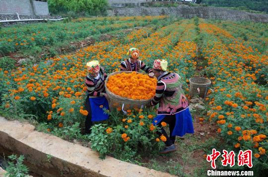収穫や運(yùn)送作業(yè)に勤しむ村民たち 四川省の村でセンジュギクが豊作に