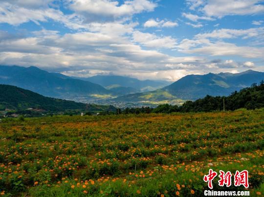 収穫や運(yùn)送作業(yè)に勤しむ村民たち 四川省の村でセンジュギクが豊作に