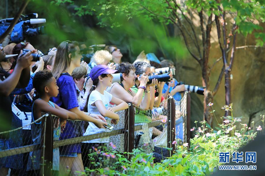 ジャイアントパンダ「貝貝」2歳の誕生日イベント開(kāi)催　アメリカ