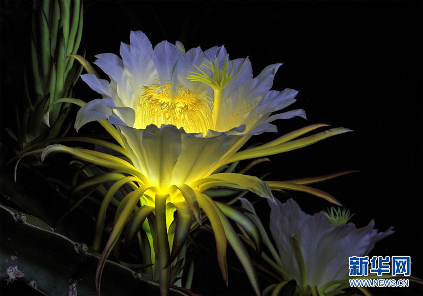 儚い美しさ、一夜だけ花開き朽ちるドラゴンフルーツの花