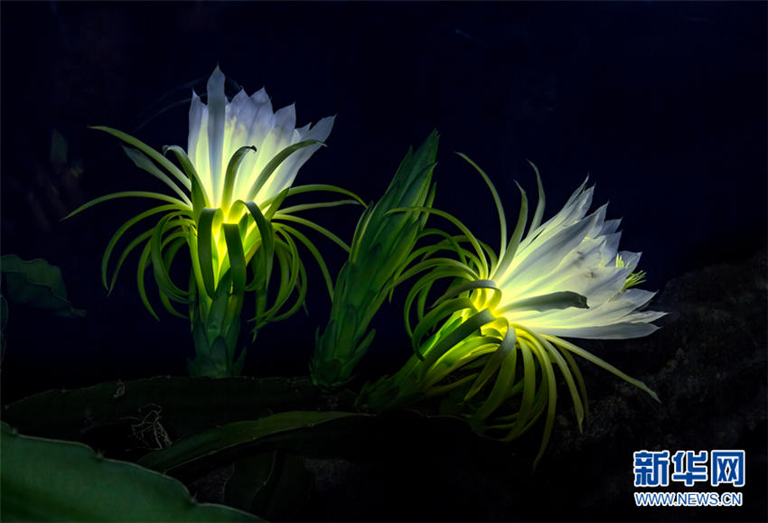 儚い美しさ、一夜だけ花開(kāi)き朽ちるドラゴンフルーツの花