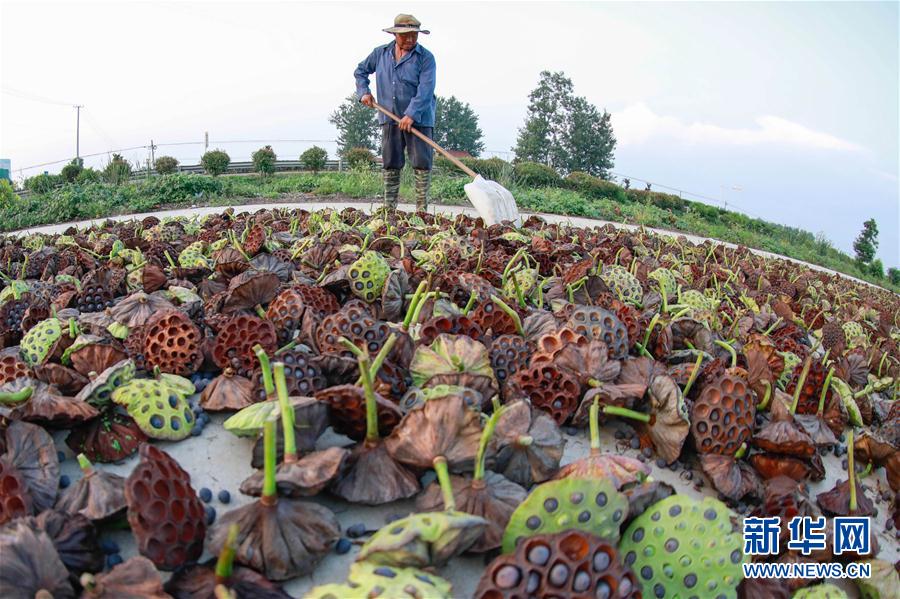処暑迎え、ハスの花托の収穫に追われる農(nóng)家の人々　江蘇省