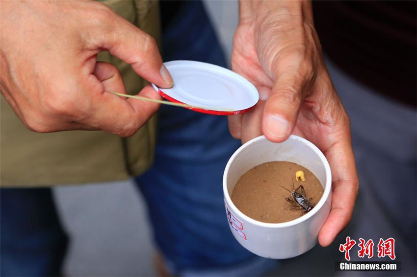 コオロギ市で今年の初売り開始、最高価格數(shù)千元のコオロギも　杭州市