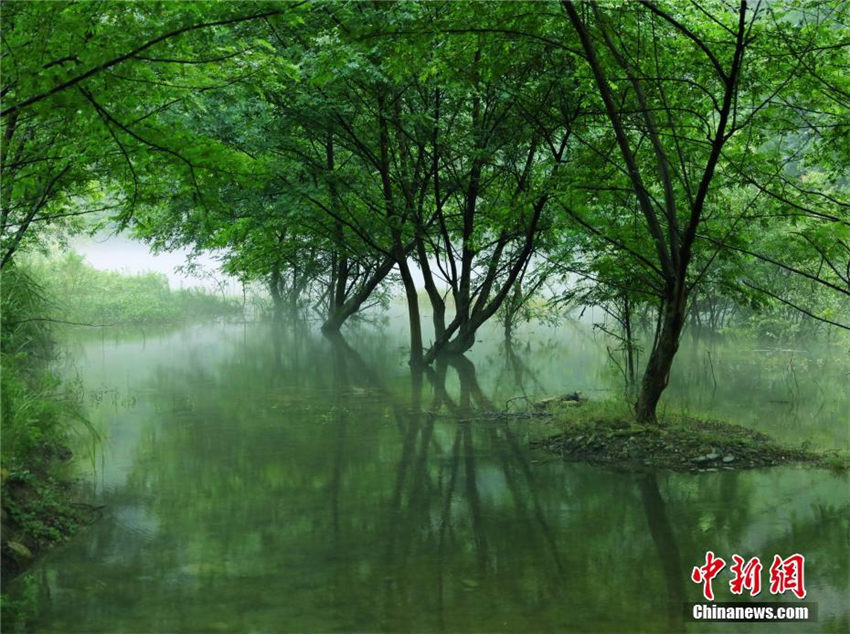 長江支流の香景源に獨(dú)特な「白沙奇霧」の奇観現(xiàn)る