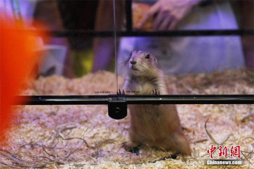 ヘビ、クモ、トカゲなどの個(gè)性派ぞろいのペットフェア　上海市